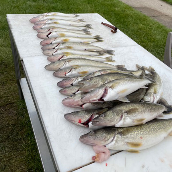 lots of small fish on a marble table